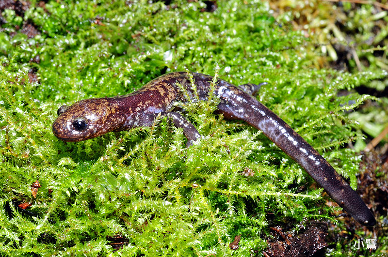 野生动物 台湾山椒鱼(hynobius formosanus 台湾山椒鱼是台湾特有种