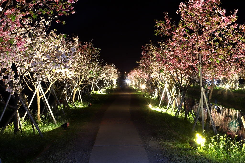 罗庄樱花步道夜拍