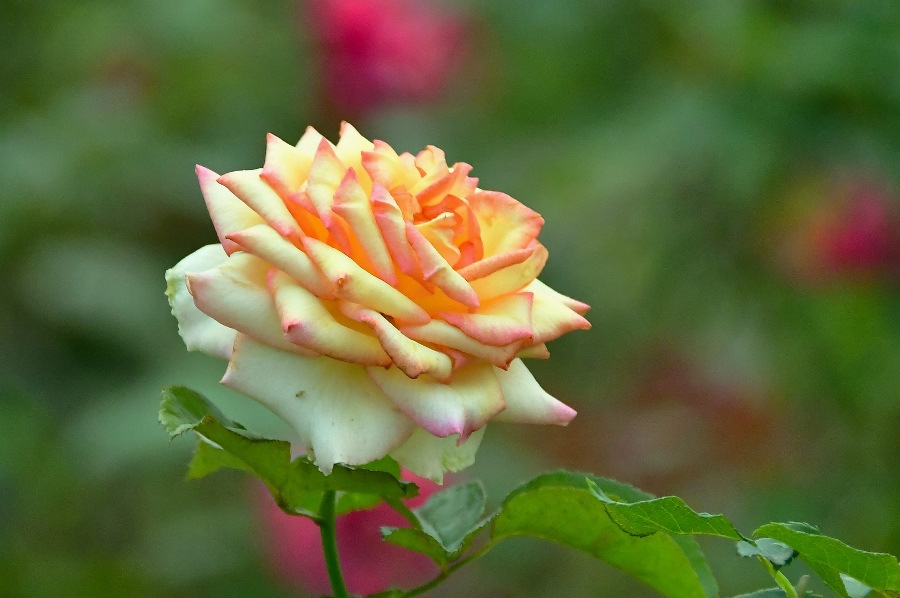 摄影家手札DGPhoto - <双色玫瑰>\/艺廊