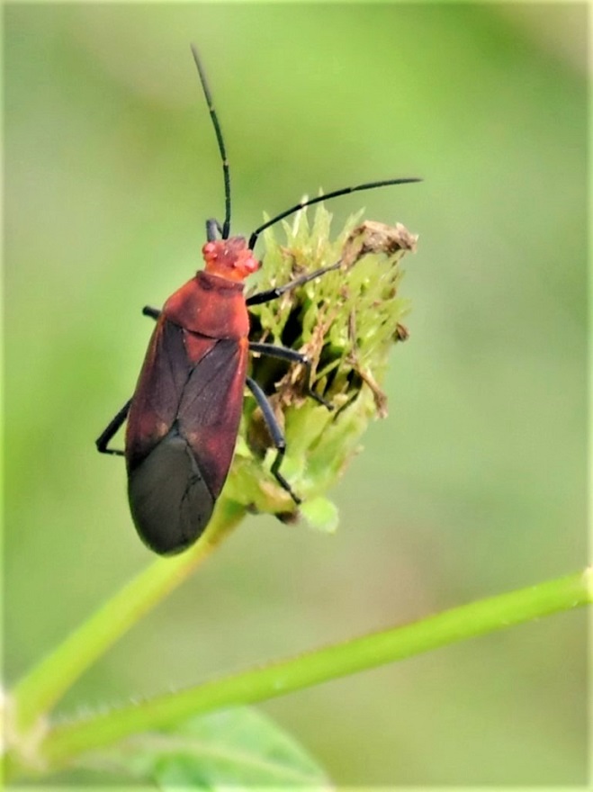  大红姬缘椿></p></a>