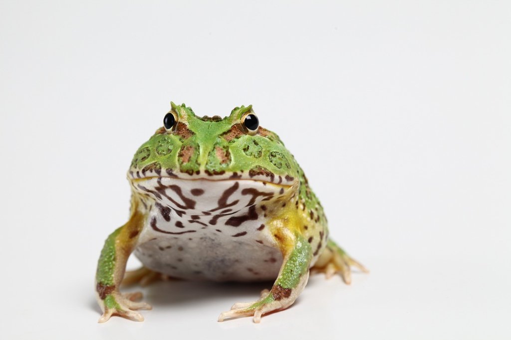 角蛙寿命图片 六图吧www 6tuba Com
