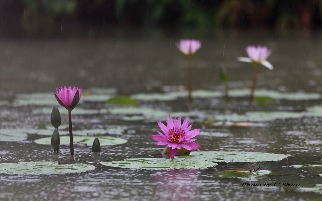 雨前 雨中 雨后 ( 莲花 )
