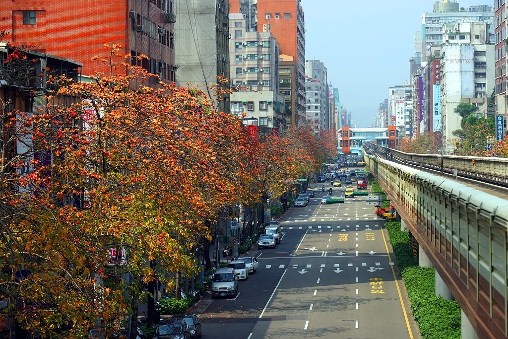 复兴路木棉花开