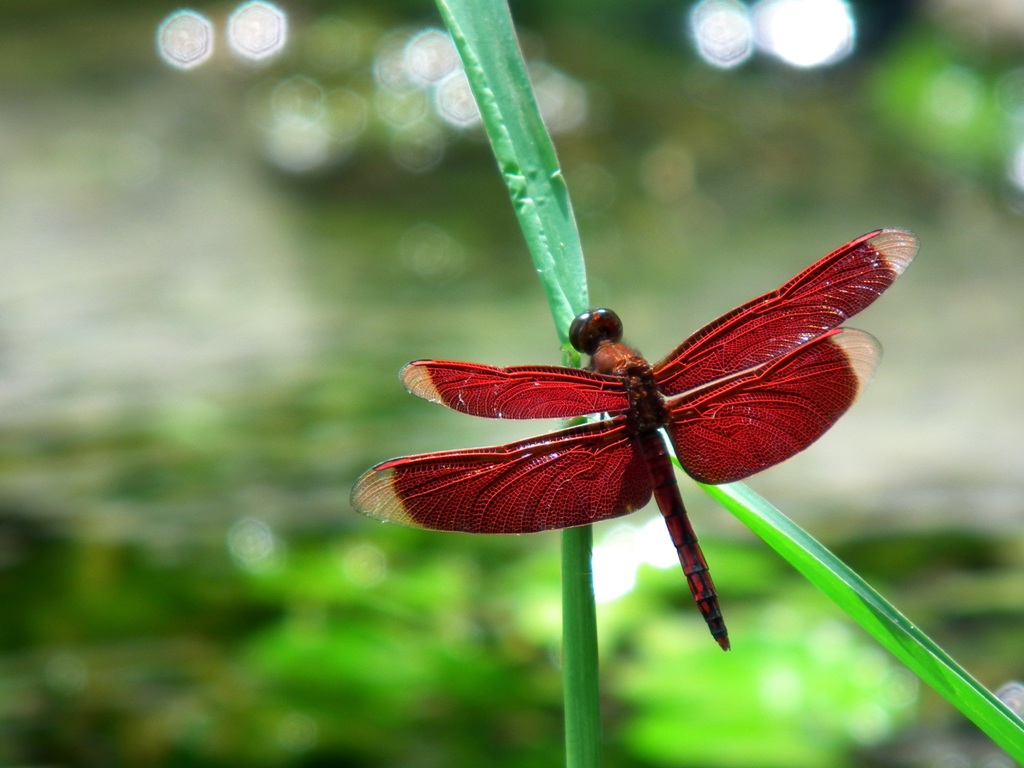 摄影家手札DGPhoto - 虫虫复眼.善变蜻蜓\/艺廊