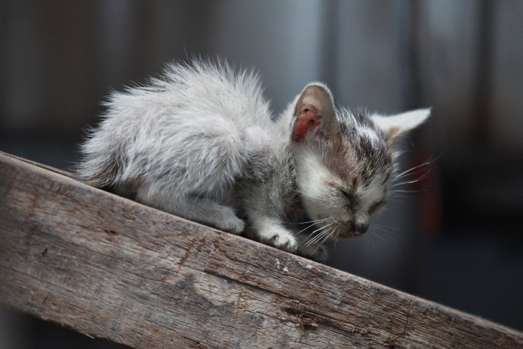 流浪猫