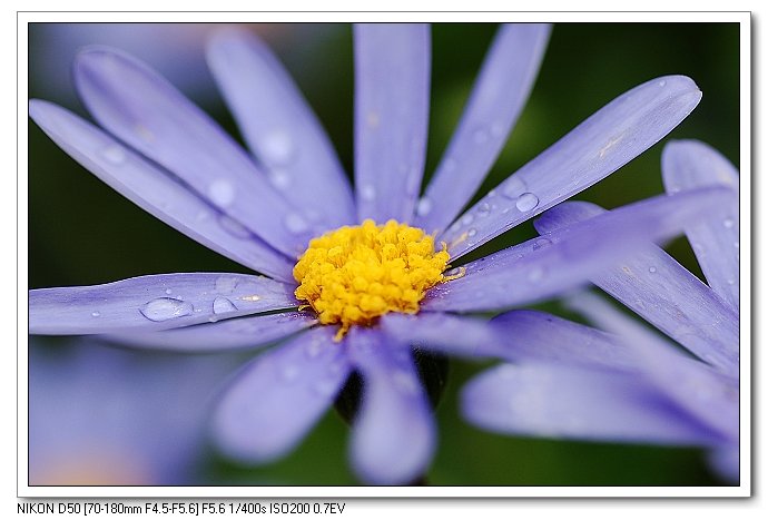雨中的小菊花