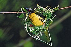 黑头织布鸟  ploceus cucullatus