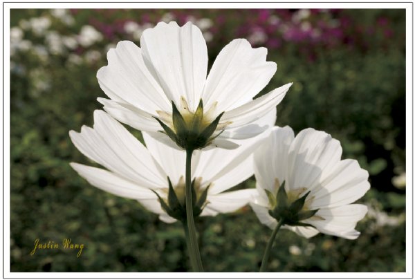 Sony E 30mm F3.5 Macro 试用心得 (NEX-7搭