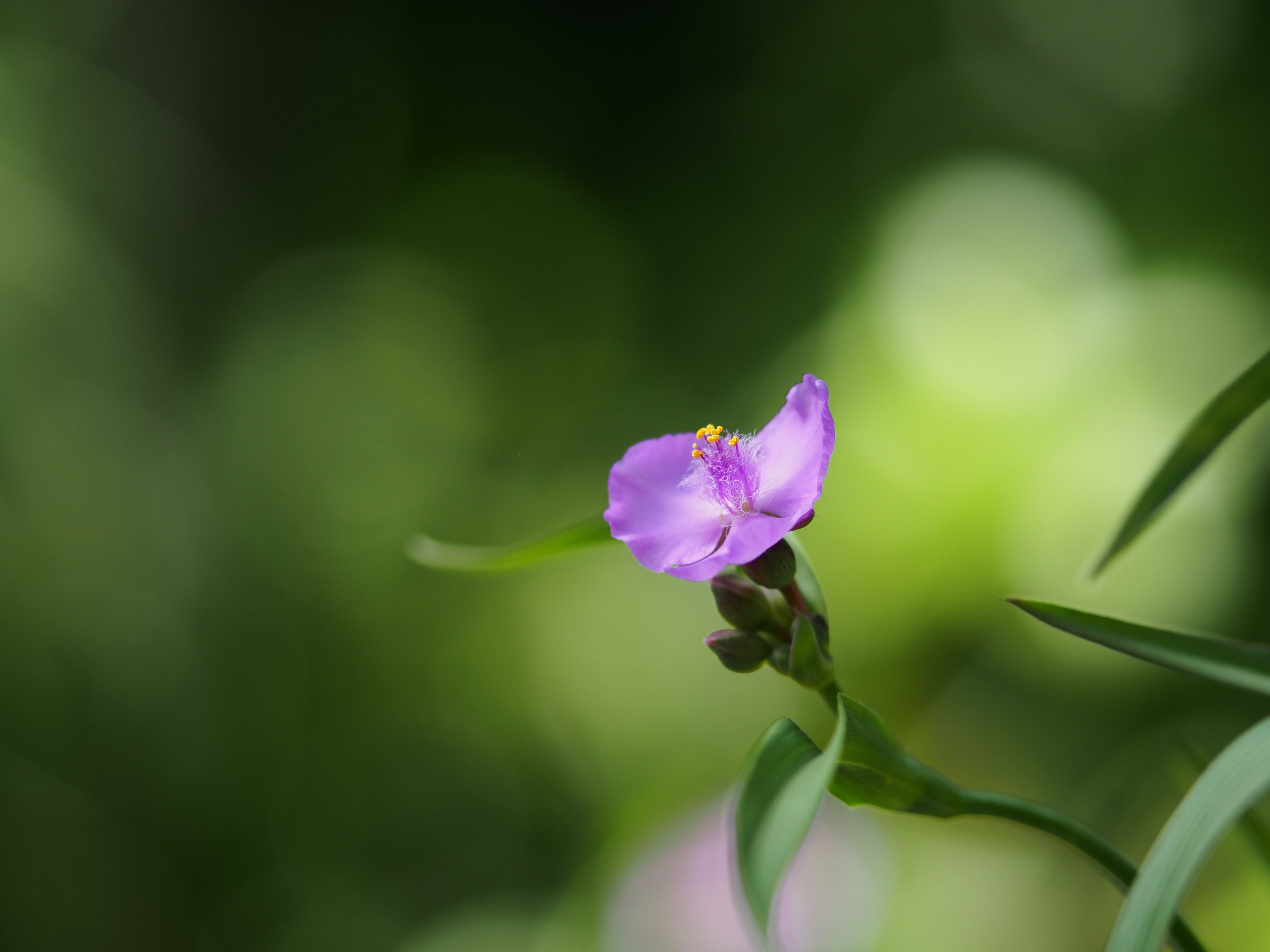 金屬質感大口徑定焦鏡：Olympus M.ZUIKO DIGITAL ED 75mm F1.8發表