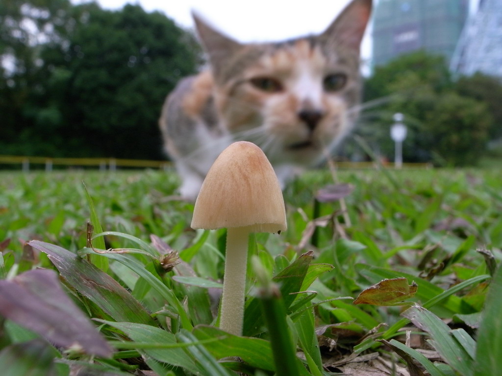 别瞪了,这是毒菇 乳白锥盖伞 conocybe lactea(幼体 这个小巧野