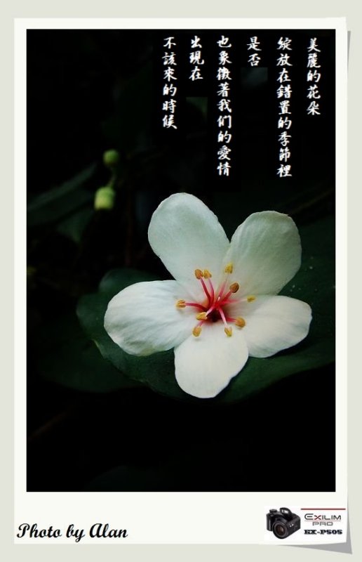 油桐花花语图片