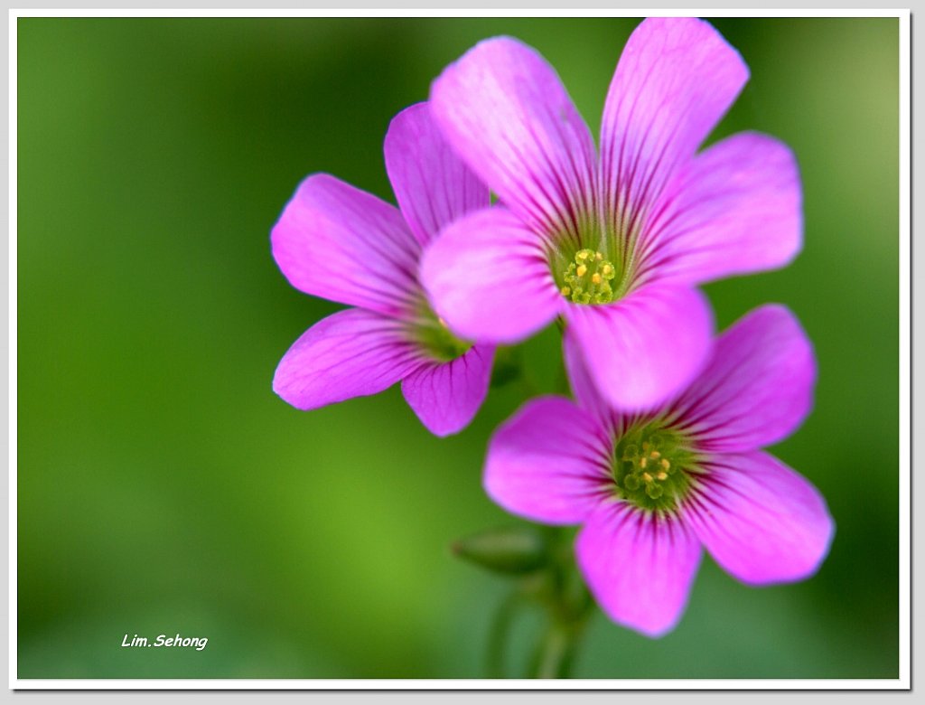 紫色花朵草花图片