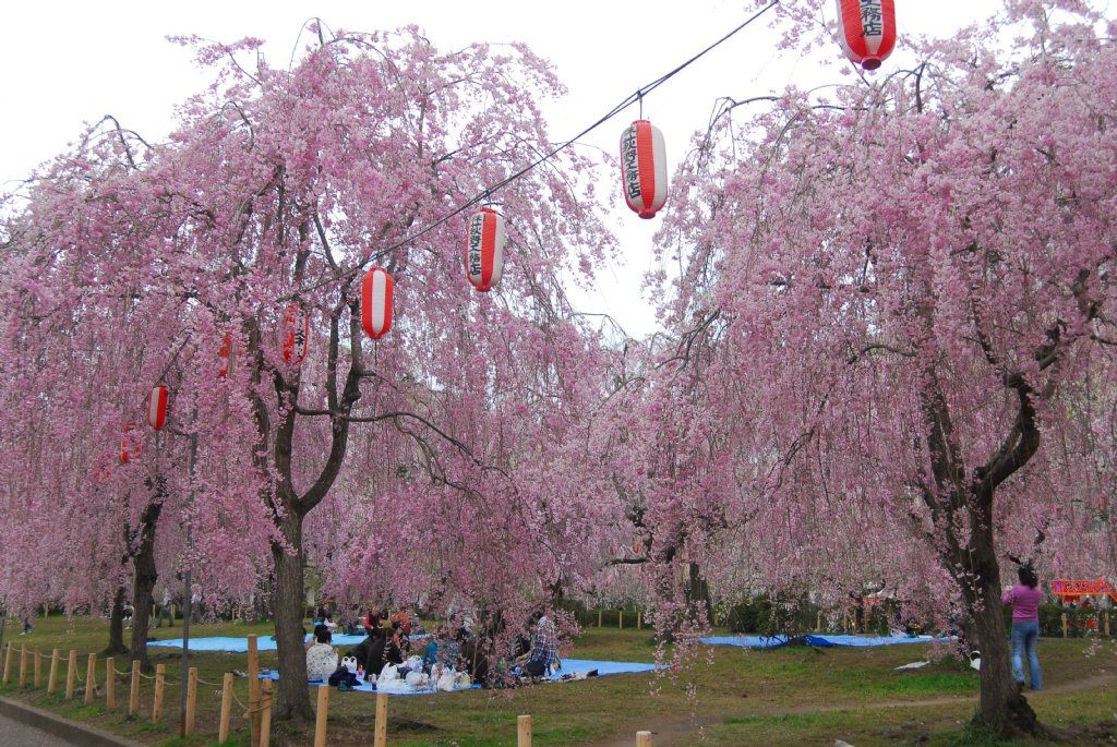 日本仙台樱花图片图片