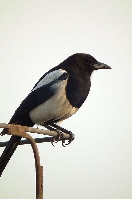 常见的黑白水鸟图片