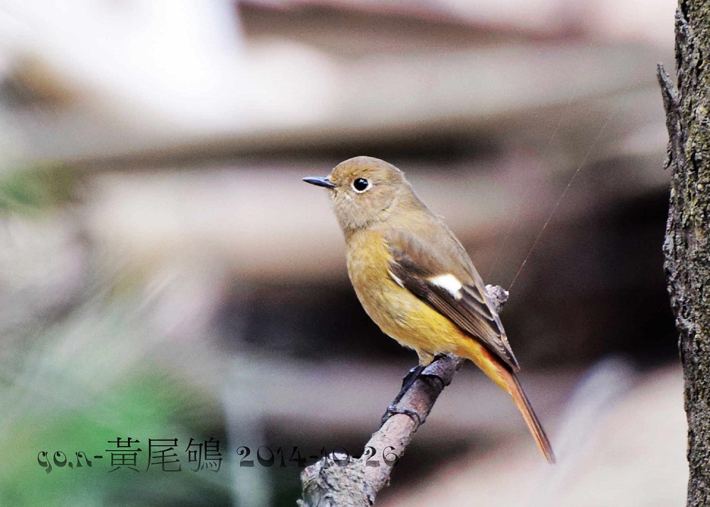停伫中黄尾鸲母鸟