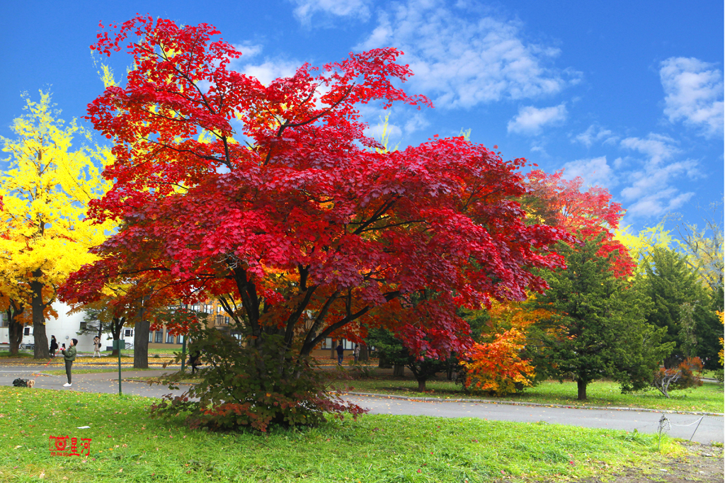 摄影家手札dgphoto - 红槭/艺廊