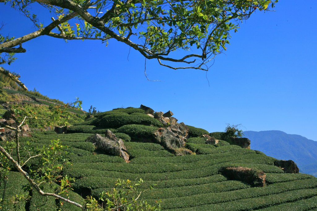 阿里山茶园
