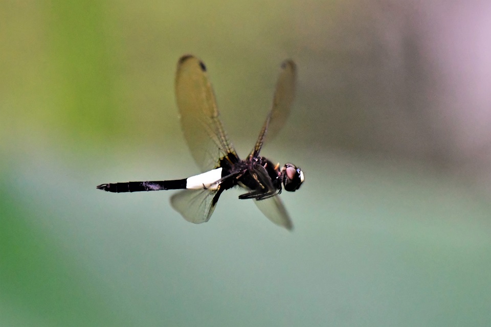  悬飞中的黄纫蜻蜓(雄)>