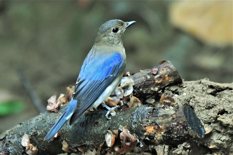  白腹琉璃(亚成)>