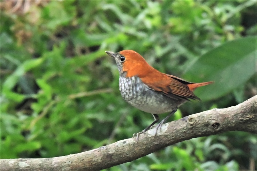  稀有迷鸟:琉球歌鸲>