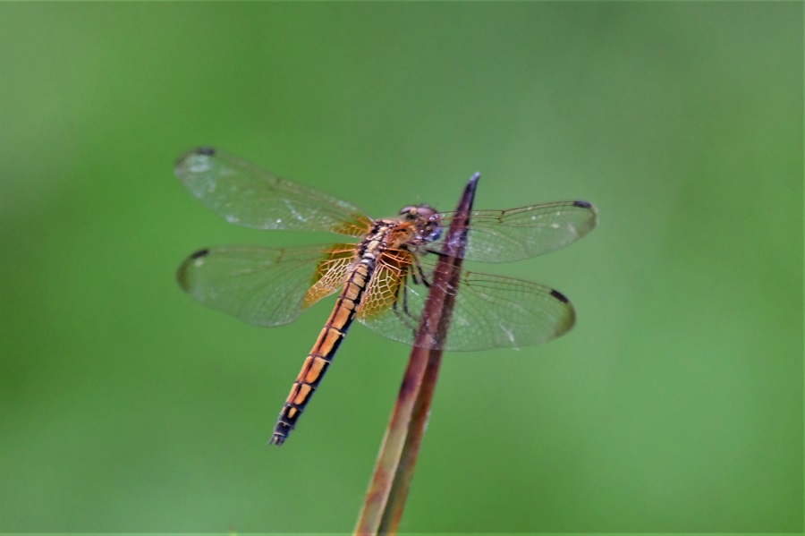  紫红蜻蜓(雌)>