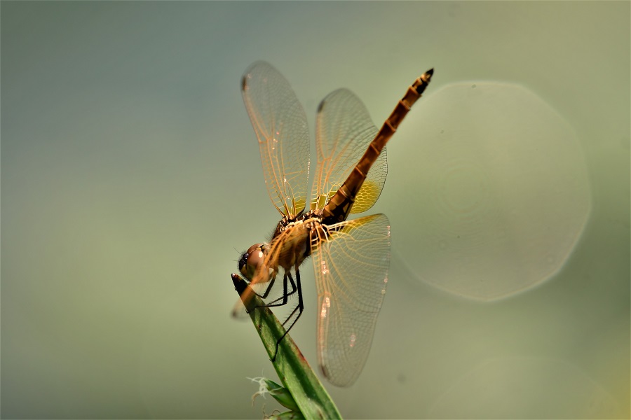  紫红蜻蜓(未熟雄虫)>