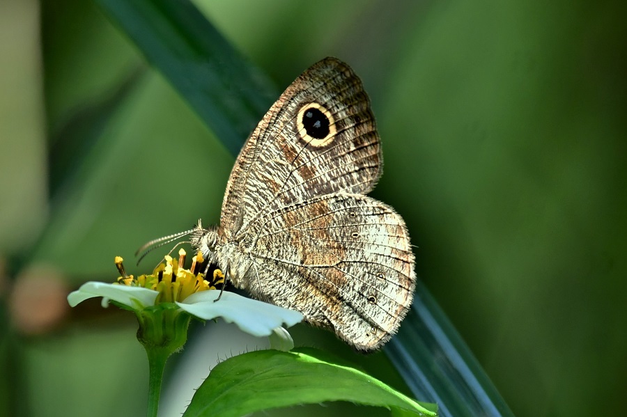 小波纹蛇目蝶(低温型)>