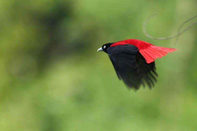 摄影家手札dgphoto - 红莺/艺廊