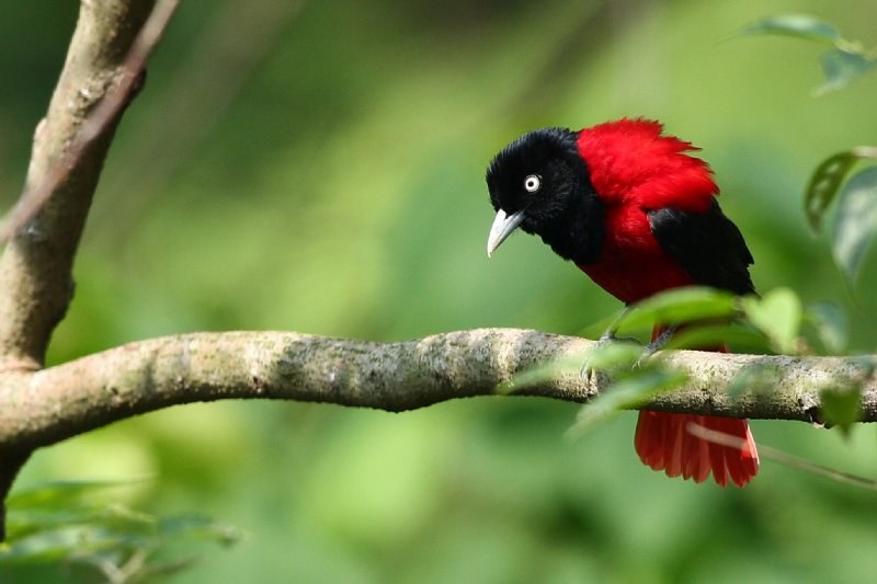 摄影家手札dgphoto - 红莺/艺廊