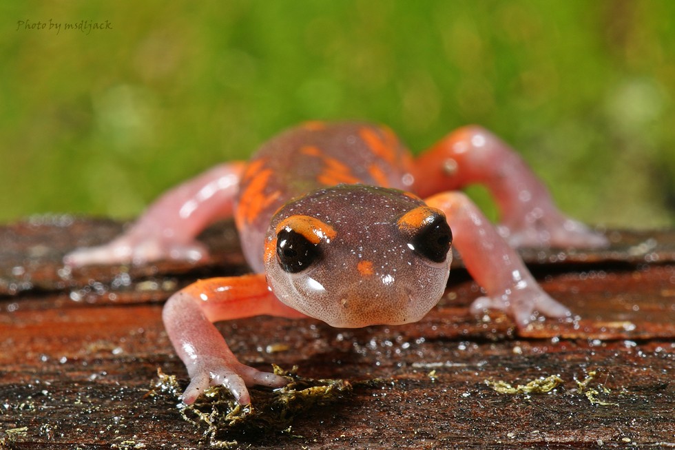 内华达山脉剑螈