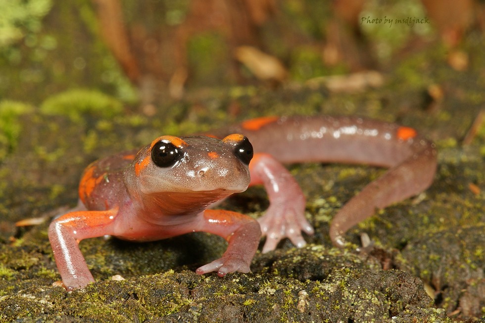 内华达山脉剑螈