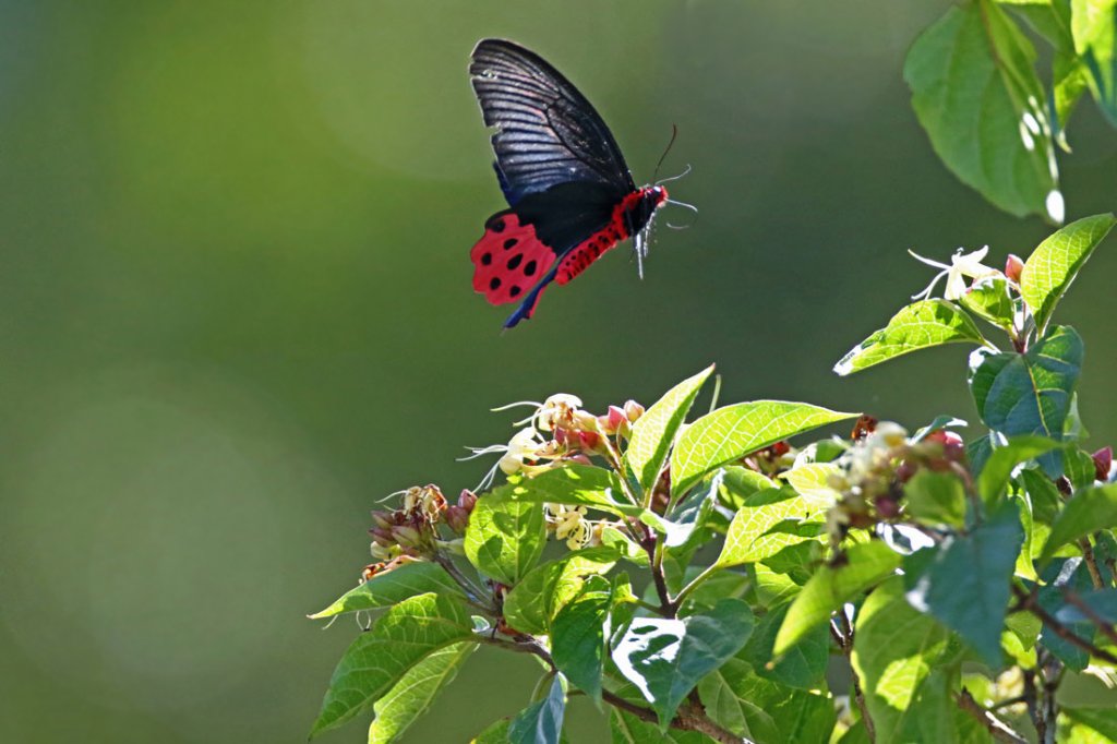 飞的～～ 曙凤蝶(雄)