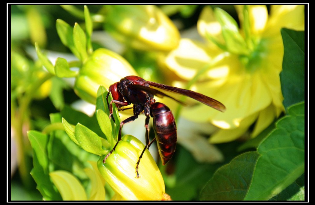 摄影家手札dgphoto - 巨蜂来袭/艺廊