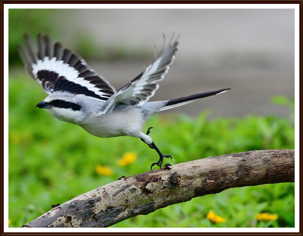 稀有迷鸟[楔尾伯劳]俗名长尾灰伯劳