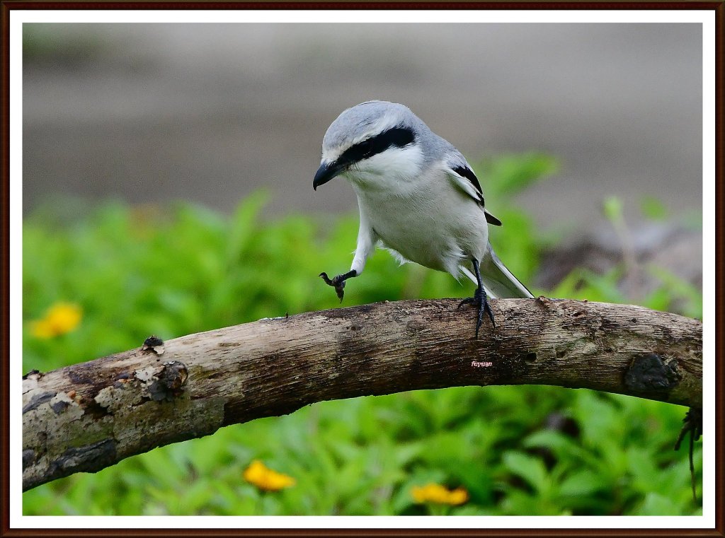 攝影家手札dgphoto - 稀有迷鳥[楔尾伯勞]俗名長尾灰伯勞/藝廊