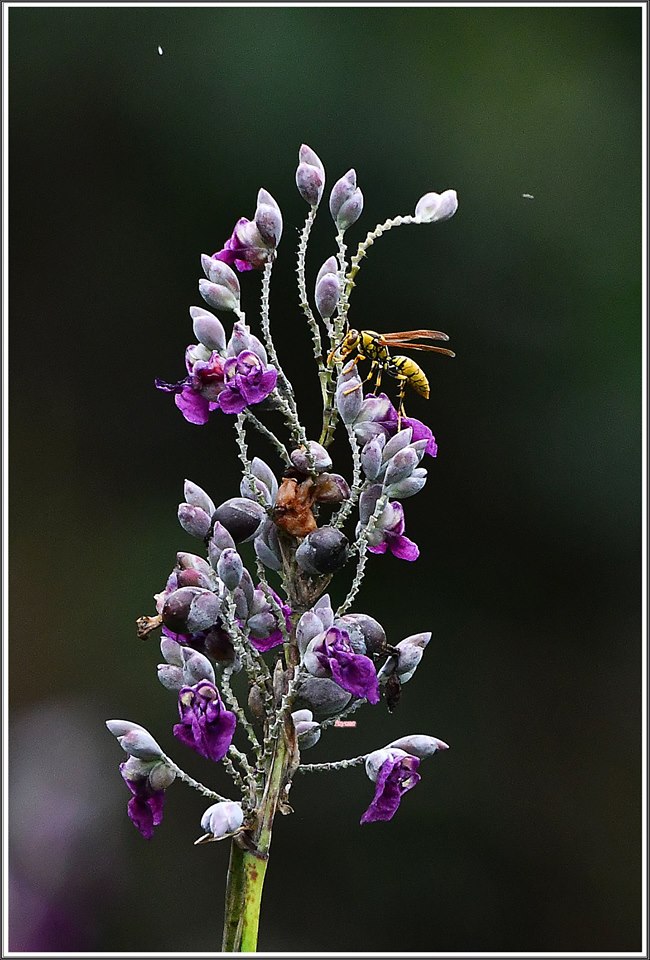 黄:长脚蜂与水竹芋