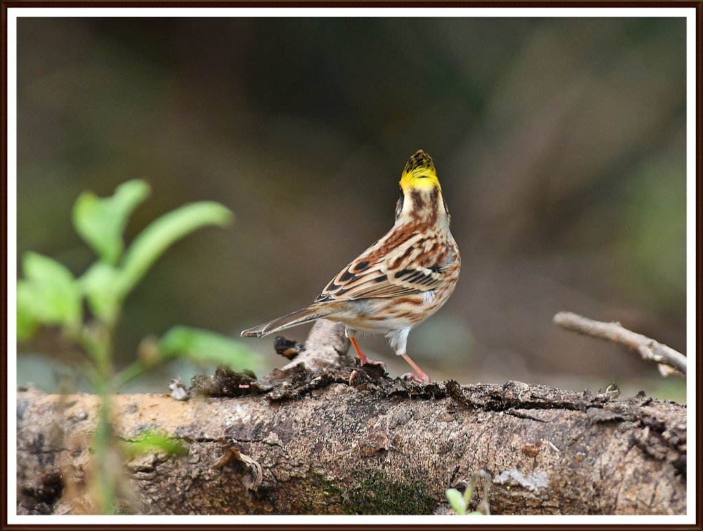 稀有过过境鸟~黄喉鵐公鸟
