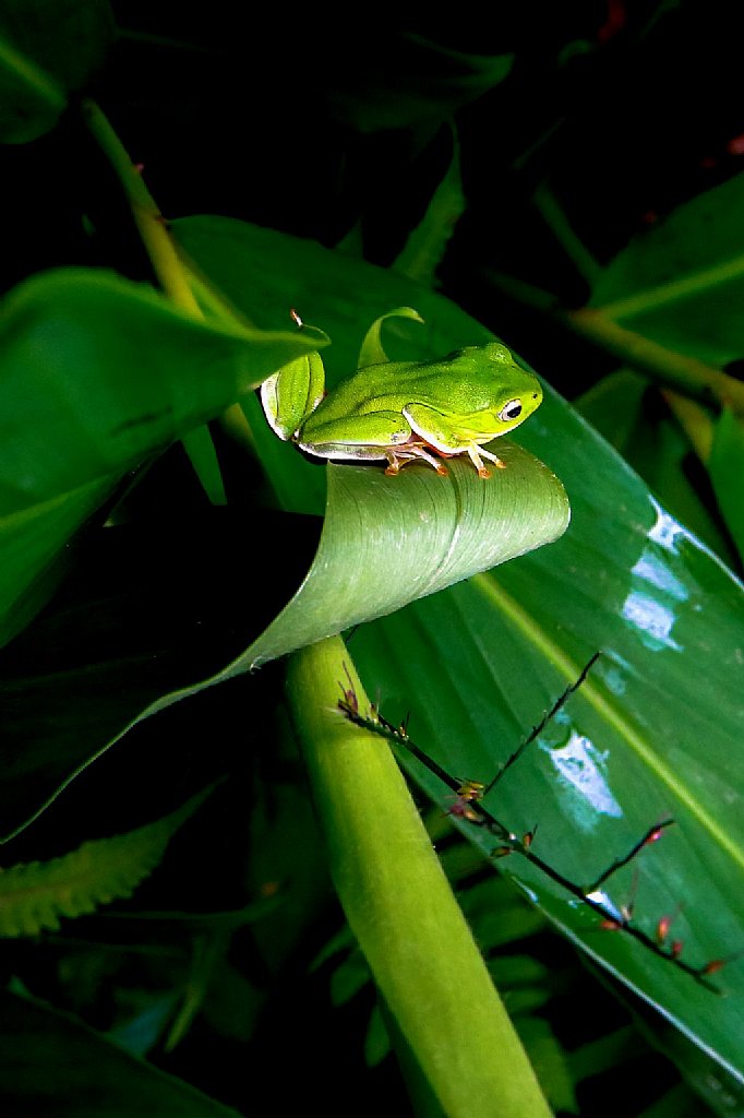 摄影家手札dgphoto - 台北树蛙/艺廊