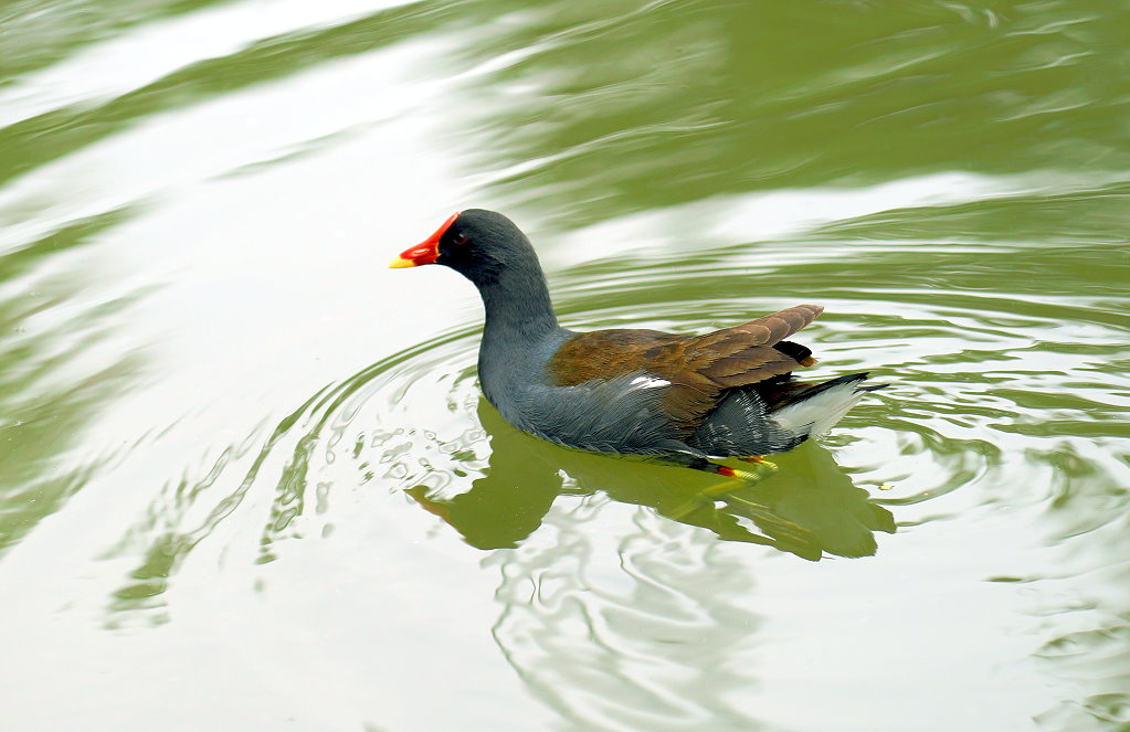 紅冠水雞