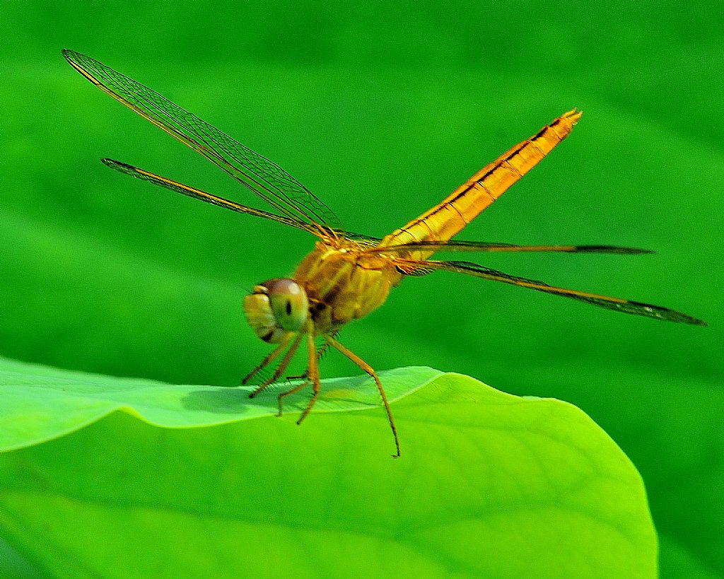 荷叶上的蜻蜓