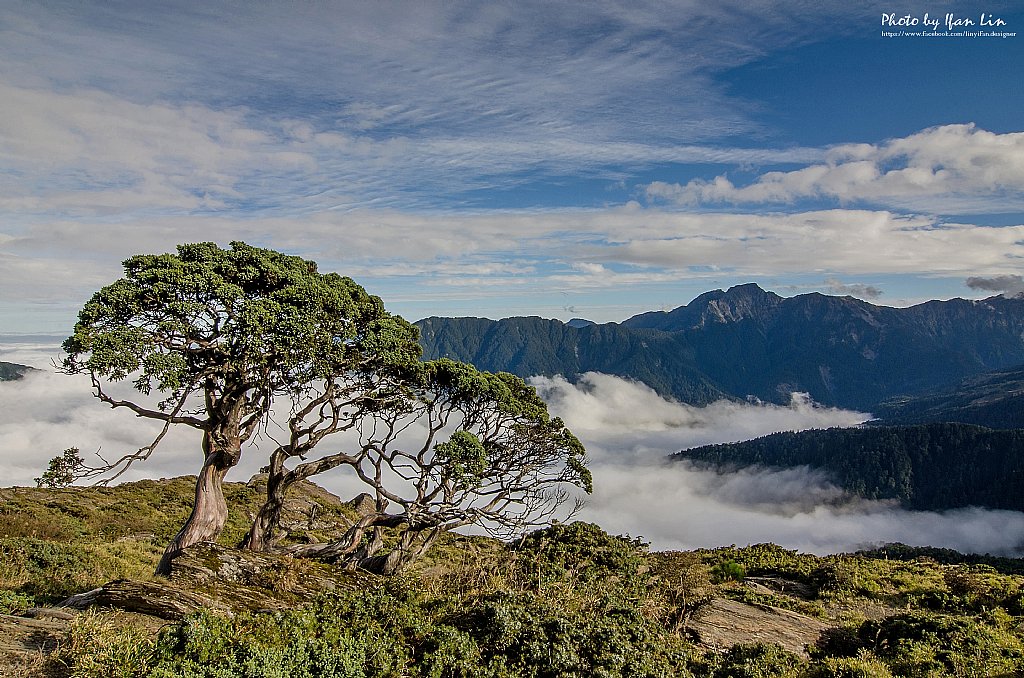 合歡山北峰玉山圓柏雲海