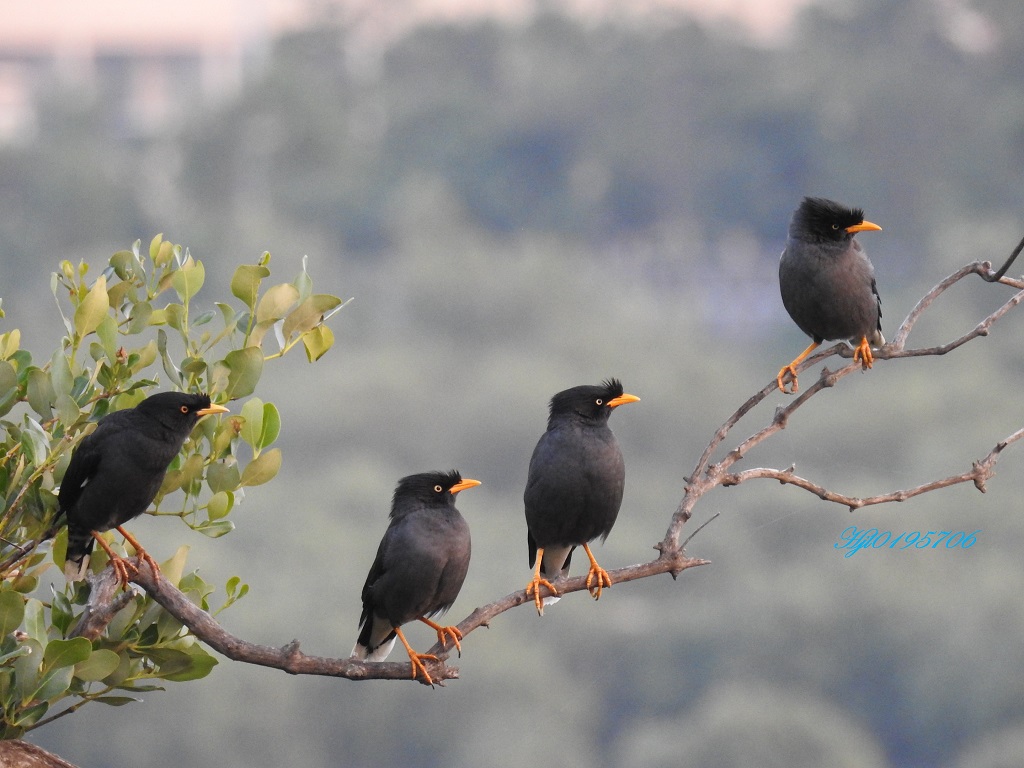"白尾八哥"站在树枝上吹吹风.蛮~悠