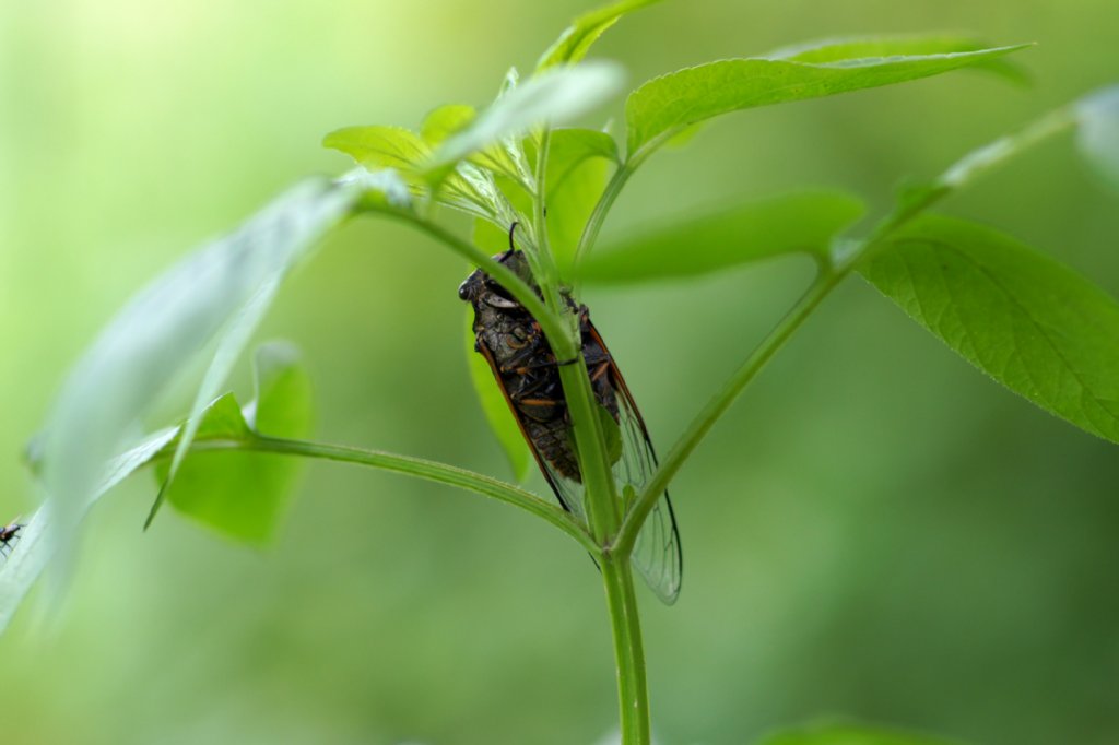摄影家手札dgphoto - 夏蝉鸣放蚁在后/艺廊