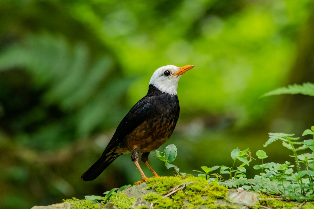 白头鸫/稀有留鸟