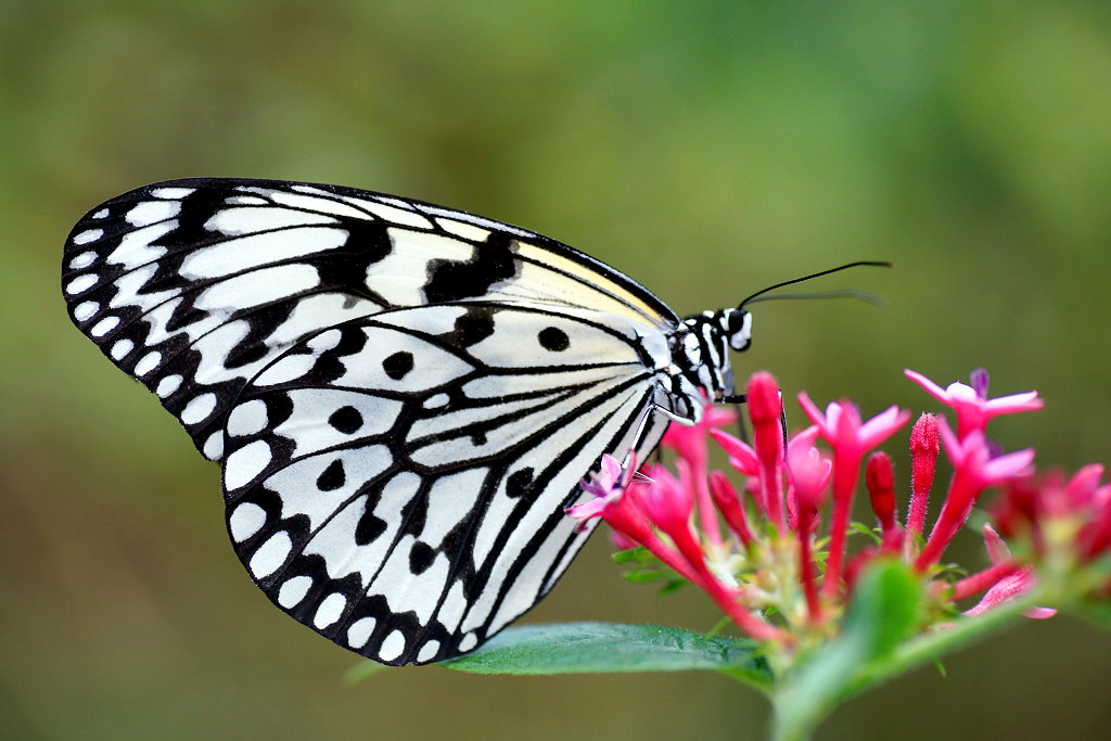大白斑蝶