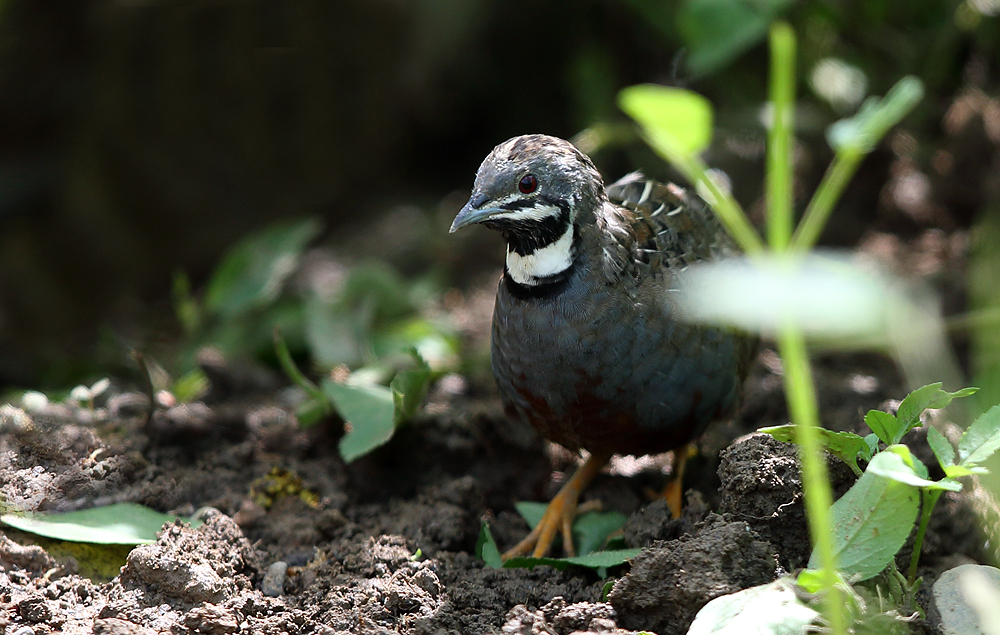 惊鸿一瞥-蓝胸鹑