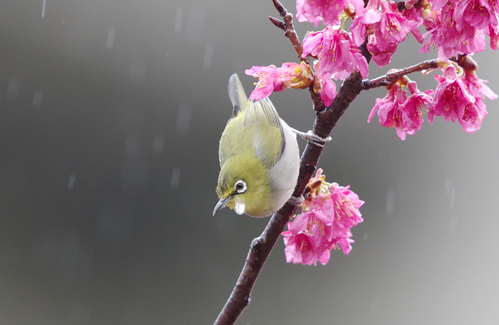 雨中的旋律