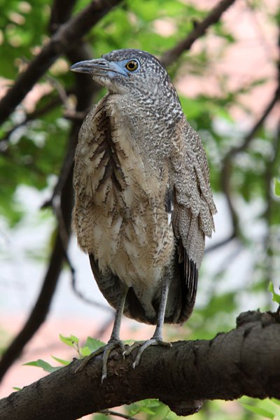 树上的黑冠麻鹭