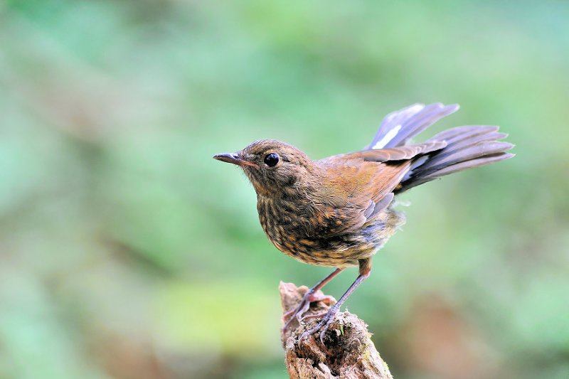 白尾鸲(雌亚成)