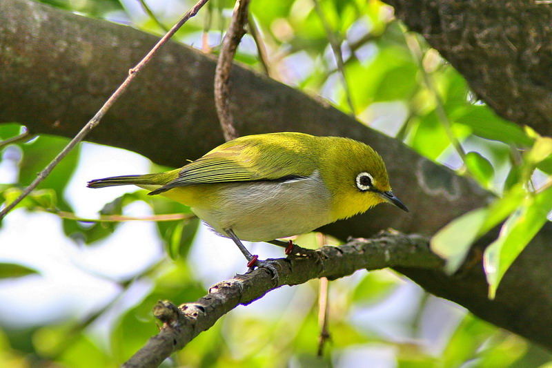 鸟 在家门前来了一群绿秀眼.连拍了好几张.存在电脑后查看.